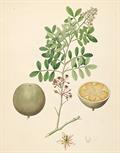 Wood apple